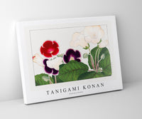 
              Tanigami Konan - Gloxinia flower
            