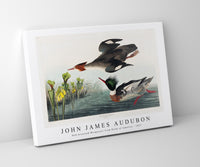 
              John James Audubon - Red-breasted Merganser from Birds of America (1827)
            