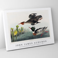 John James Audubon - Red-breasted Merganser from Birds of America (1827)