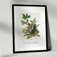 John James Audubon - American Robin from Birds of America (1827)