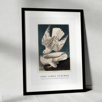 John James Audubon - Iceland or Jer Falcon from Birds of America (1827)