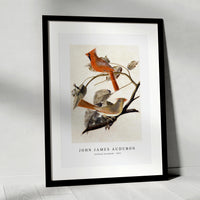 John James Audubon - Cardinal Grosbeak (1811)