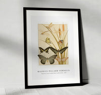 
              Maurice Pillard Verneuil - Papillons from L'animal dans la décoration (1897)
            