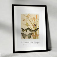 Maurice Pillard Verneuil - Papillons from L'animal dans la décoration (1897)