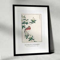 Numata Kashu - Japanese Long-tailed Rosefinch illustration from Pictorial Monograph of Birds (1885)