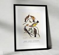 
              John James Audubon - Arkansaw Flycatcher, Swallow-Tailed Flycatcher and Says Flycatcher from Birds of America (1827)
            