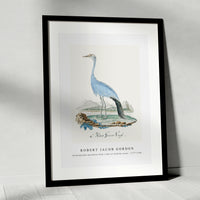 Robert Jacob Gordon - Anthropoides paradisea blue crane or Stanley crane (1777–1786)