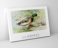 
              J L Ridgway - Mallard Duck (Anas Boschas) Male illustrated by J.L. Ridgway (1859–1947)
            