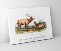 
              John Woodhouse Audubon - American Elk (Cervus Canadensis) from the viviparous quadrupeds of North America (1845)
            
