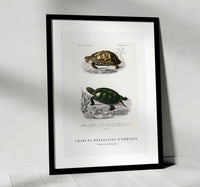 
              Charles Dessalines D'Orbigny - Tortoises (Testudo)
            