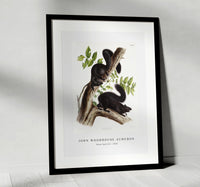
              John Woodhouse Audubon - Black Squirrel (Sciurus niger) from the viviparous quadrupeds of North America (1845)
            