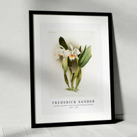 Frederick Sander - Cattleya eldorado crocata from Reichenbachia Orchids-1847-1920