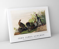 
              John James Audubon - Spotted Grouse from Birds of America (1827)
            