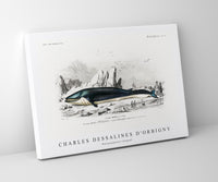 
              Charles Dessalines D'Orbigny - Balaenoptera rorqual
            