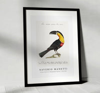 
              Saverio Manetti - Tucana Piperivora (Mangiapepe Toucan) 1723-1785
            