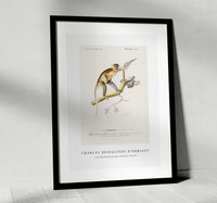 
              Charles Dessalines D'Orbigny - Cercopithecus griseus (Guenon Grivet)
            