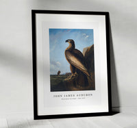 
              John Jadmes Audubon - Washington Sea Eagle (ca. 1836–1839)
            