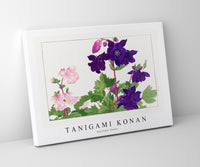 
              Tanigami konan - Aquilegia flower
            