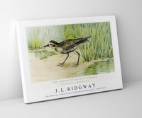 
              J L Ridgway - The American Golden Plover (Charadrius Dominicus) 1859-1947
            