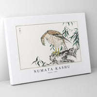 Numata Kashu - Osprey illustration from Pictorial Monograph of Birds (1885)