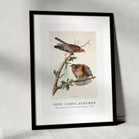 John James Audubon - Red-shouldered Hawk from Birds of America (1827)