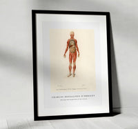 
              Charles Dessalines D'Orbigny - Myology and disposition of the viscera
            
