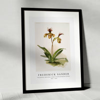 Frederick Sander - Cypripedium (hybridum) calypso from Reichenbachia Orchids-1847-1920