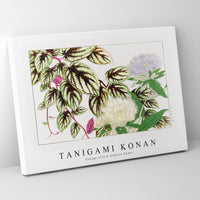 Tanigami Konan - Vintage vitis & stokesia flower