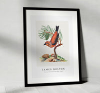 
              James Bolton - Red crossbill with Scots pine 1768
            