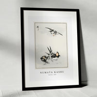 Numata Kashu - Swallow illustration from Pictorial Monograph of Birds (1885)