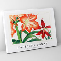 Tanigami Konan - Vintage amaryllis flower