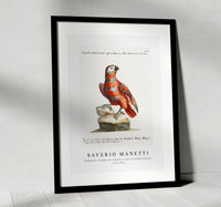 
              Saverio Manetti - Pappagallo variegato di cenerino e rosso, di Guinea (Parrot) 1723-1785
            
