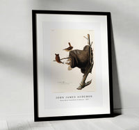 
              John James Audubon - House Wren from Birds of America (1827)
            