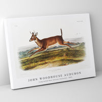 John woodhouse Audubon - Long-tailed Deer (Cervus leucurus) from the viviparous quadrupeds of North America (1845)