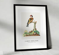 
              James Bolton - European goldfinch 1768
            