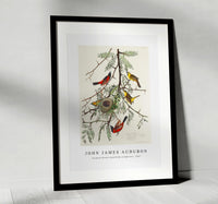 
              John James Audubon - Orchard Oriole from Birds of America (1827)
            