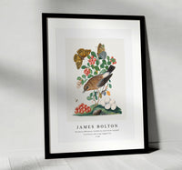 
              James Bolton - Northern Wheatear, Cowberry and Silver-washed Fritillary and Long-legged Fly 1768
            