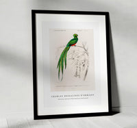 
              Charles Dessalines D'Orbigny - Pavonine quetzal (Pharomachrus pavoninus)
            