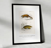 
              Charles Dessalines D'Orbigny - Yellow armadillo (Euphractus sexcinctus) and Indian Pangolin (Manis crassicaudata)
            