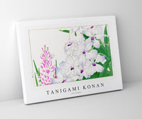 
              Tanigami Konan - Ixia flower
            