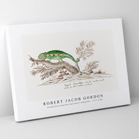 Robert Jacob Gordon - Bradypodion pumilum cape dwarf chameleon (1777–1786)