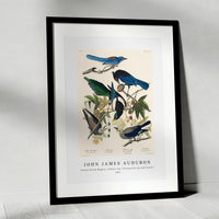 John James Audubon - Yellow-Billed Magpie, Stellers Jay, Ultramarine Jay and Clark's Crow from Birds of America (1827)