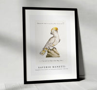
              Saverio Manetti - Pappagallo, detto cacatua, con cresta gialla (Cockatoo) 1723-1785
            