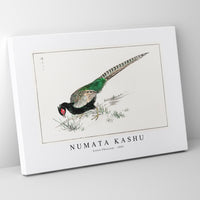 Numata Kashu - Green Pheasant illustration from Pictorial Monograph of Birds (1885)