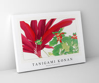 
              Tanigami Konan - Dracaena & poinsettia
            