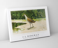 
              J L Ridgway - Sora (Porzana Carolina, Linn) 1859-1947
            