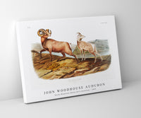 
              John Woodhouse Audubon - Rocky Mountain Sheep (Ovis montana) from the viviparous quadrupeds of North America (1845)
            