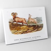 John Woodhouse Audubon - Rocky Mountain Sheep (Ovis montana) from the viviparous quadrupeds of North America (1845)