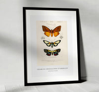 
              Charles Dessalines D'Orbigny - Collection of moths
            