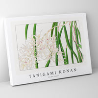 Tanigami Konan - Orchid flower
